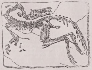 Compsognathus