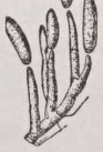 Conidium