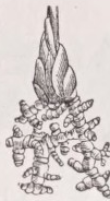 Coralloid