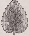Cordate