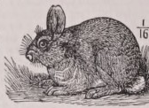 Cottontail