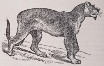 Cougar