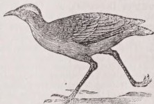 Courser