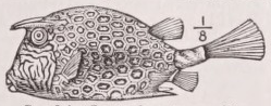 Cowfish