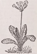 Cowslip