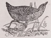 Crake