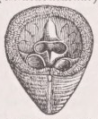Crania