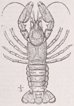 Crayfish