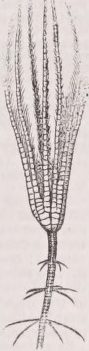 Crinoidea