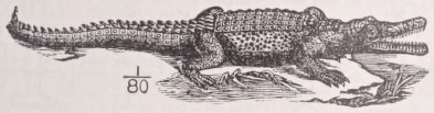 Crocodile