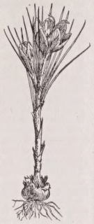 Crocus