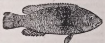 Cunner