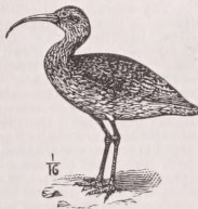 Curlew
