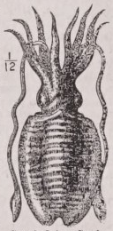 Cuttlefish