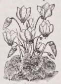 Cyclamen