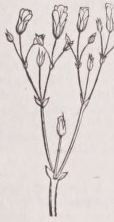 Cyme