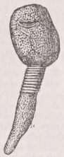 Cystidea