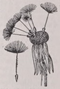 Dandelion