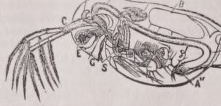 Daphnia