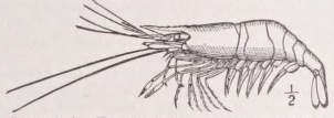 Decapoda