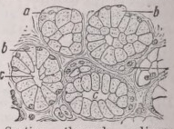 Demilune