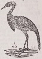 Demoiselle