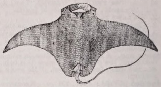 Devilfish