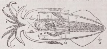 Dibranchiata