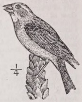 Dickcissel