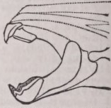 Dinichthys