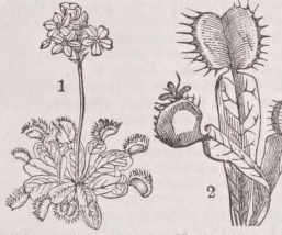 Flytrap