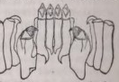 Docoglossa