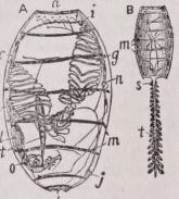 Doliolum