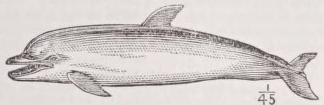 Dolphin