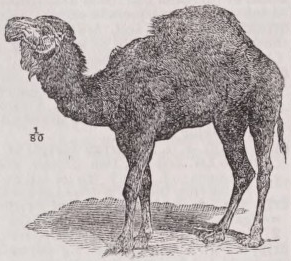 Dromedary