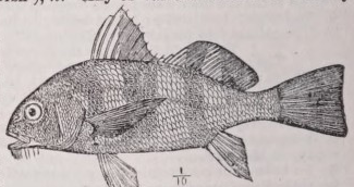Drumfish