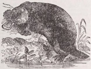 Platypus
