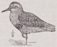 Dunlin