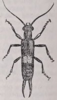 Earwig
