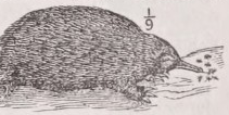 Echidna