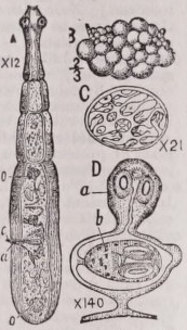 Echinococcus
