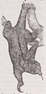 Edentata