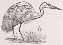 Egret