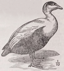 Eider