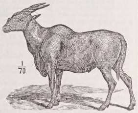 Eland