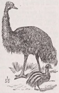 Emu