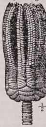 Encrinus