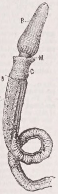 Enteropneusta