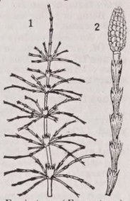 Equisetum