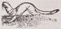 Ermine